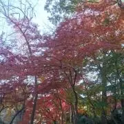 雪の画像