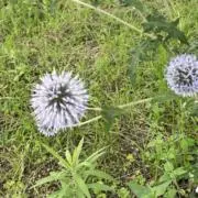 とりの画像