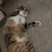 だいぱそ