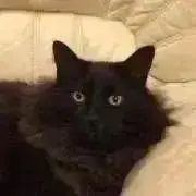 ジルバの画像