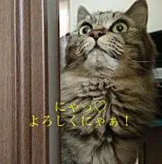 はにゃにゃにゃ