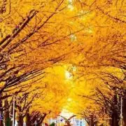 すみれの画像