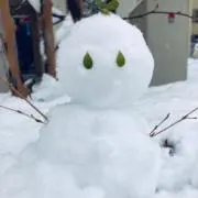 ゆきの画像