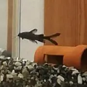 ぎぎの画像