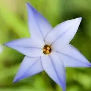 葵