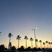 スズキの画像