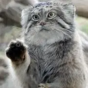 Mafu＊購入後のメッセージは必ず下さい