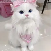 kazaneの画像