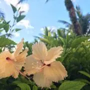 akの画像