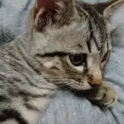 わーこ