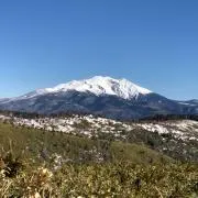 コージーの画像