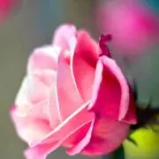 キョン0912の画像