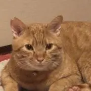 ぬりりの画像