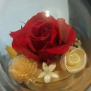 saraの画像