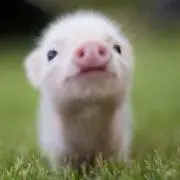 かりんの画像