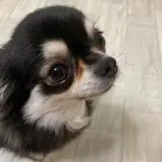 たばりんの画像