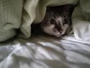 キヨキヨの画像
