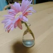 ガーベラの画像