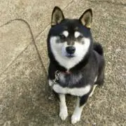 hanzo✳︎の画像