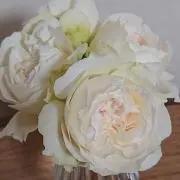 ましまろの画像