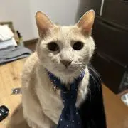 はななの画像