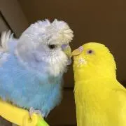 きき空ちゃんの画像