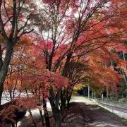 nanaの画像