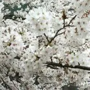 はるはる✿の画像