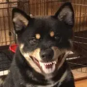 きょうけん