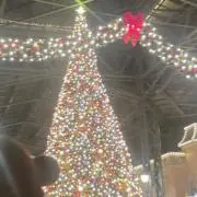 momoの画像
