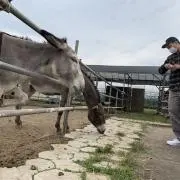こばの画像