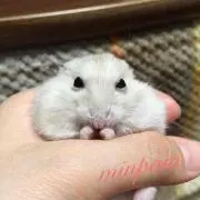 minpomの画像
