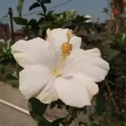 も