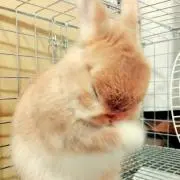 tama