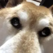 はるたの画像