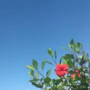 ミユの画像