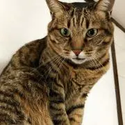 サンの画像