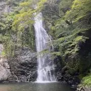 ぽんの画像