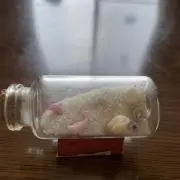 Sの画像