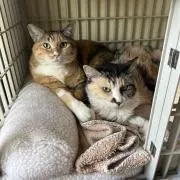 めるはづの画像