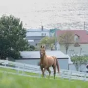 こめの画像