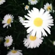 むさしの画像