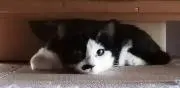 カリカリXの画像