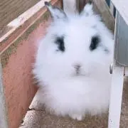 ineconecoの画像