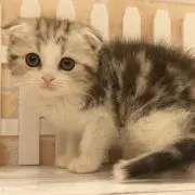 ゆうの画像