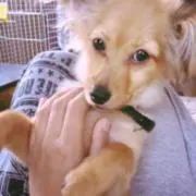 Chaso∞