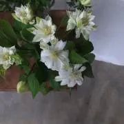 tomoの画像