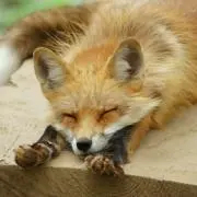 ゆう