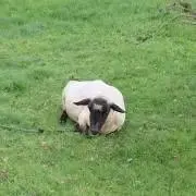 ぴーの画像