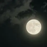 断捨離中　らんちゅうの画像